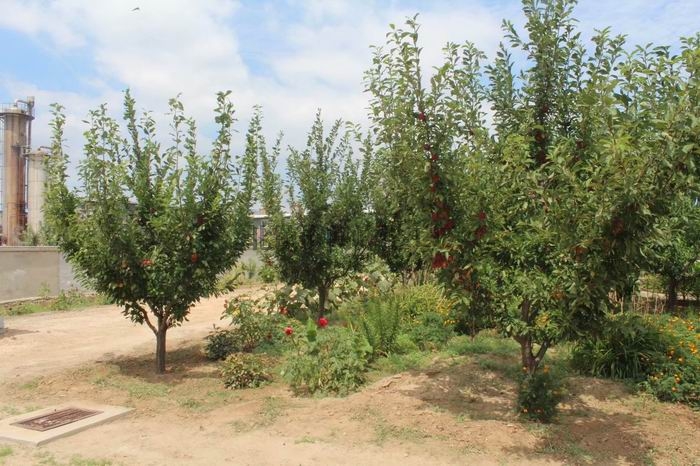氧化石油脂钡皂生产厂家
